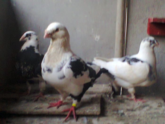 Fotografie0508 - Porumbei voiajori americani