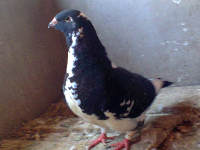 Fotografie0602 - Porumbei voiajori americani