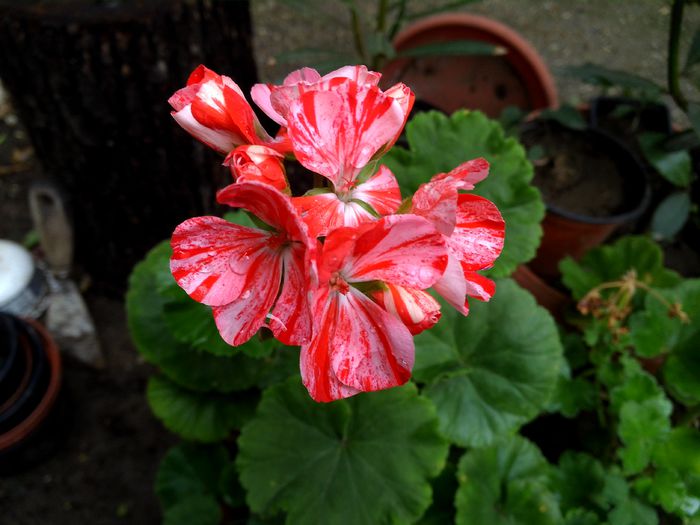 muscata rosu cu alb