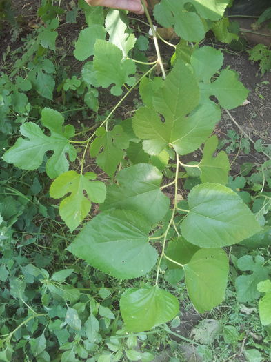 Pom 2 - frunze diferite pe aceeasi craca - 3 - AJUTATI-MA cu numele plantelor