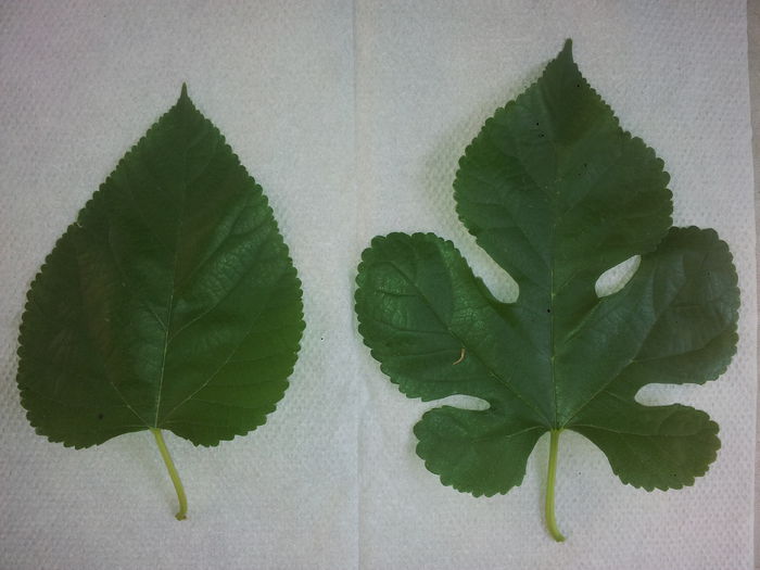 Pom 2 - frunze din acelasi pom - 3 - AJUTATI-MA cu numele plantelor