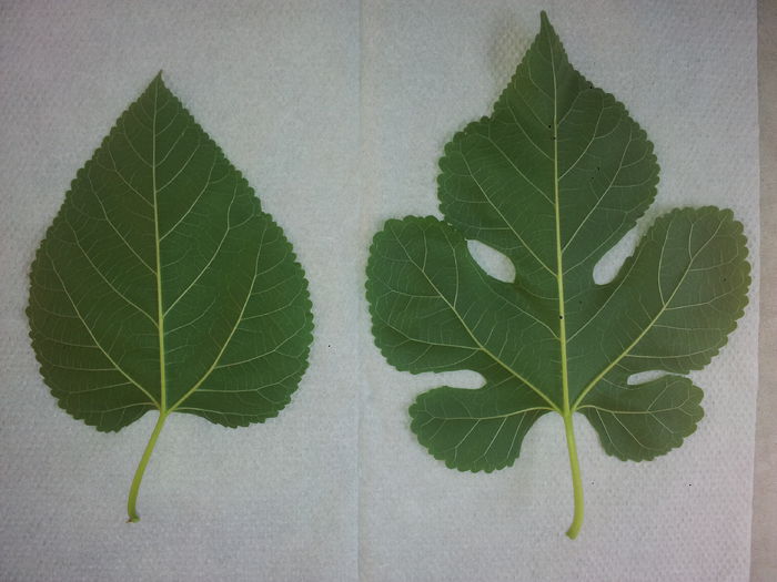 pom 2 - Spate frunze din acelasi pom - 3 - AJUTATI-MA cu numele plantelor