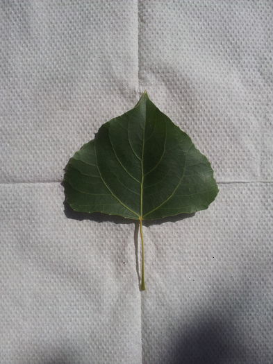Pom 1 - frunza plop - 3 - AJUTATI-MA cu numele plantelor