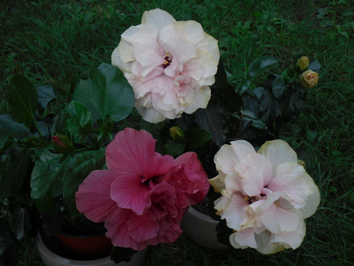 25aug. 2015 - Hibiscus2015