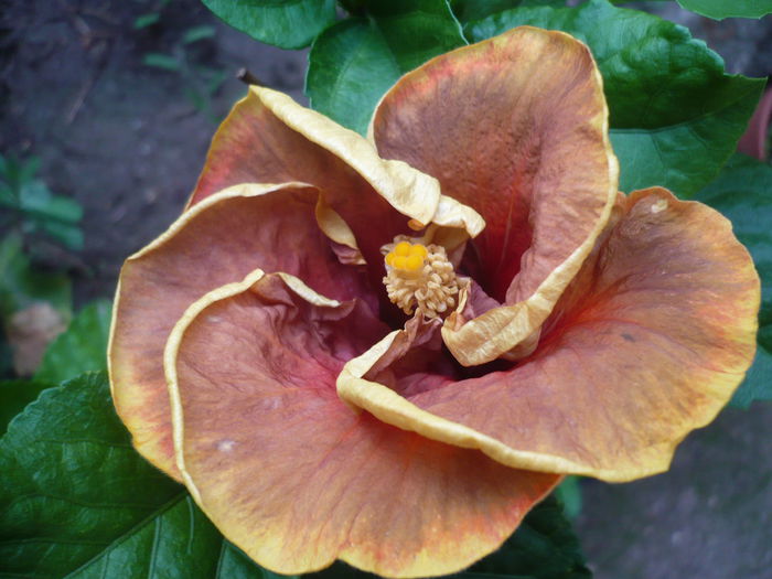 Voodoo Magic - HIBISCUSI 2015-2