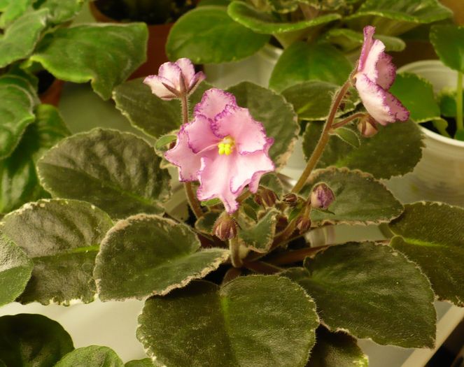 Buckeye Cranberry Sparkler - Violete africane 2010 -AV
