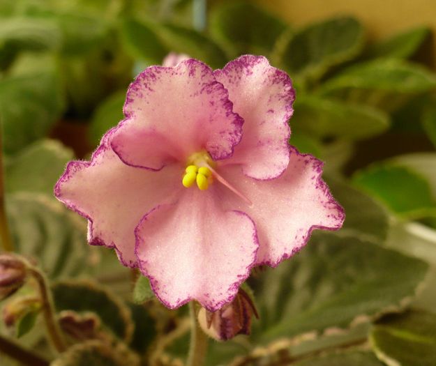 P1200738 - Violete africane 2010 -AV