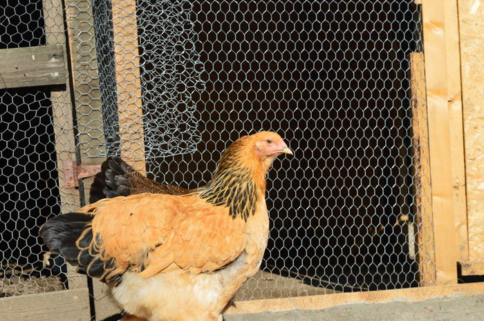 DSC_0030 - Pui Brahma 2015