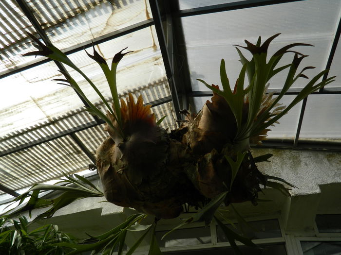 DSCN5633 - 2015_GRADINA BOTANICA JIBOU