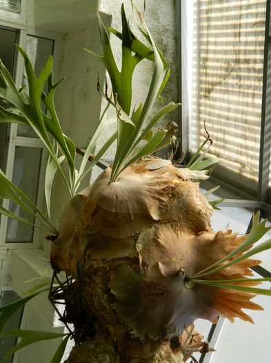 DSCN5637 - 2015_GRADINA BOTANICA JIBOU