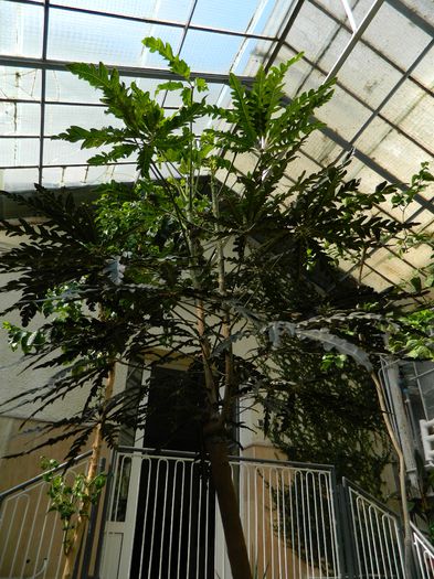 DSCN5669 - 2015_GRADINA BOTANICA JIBOU