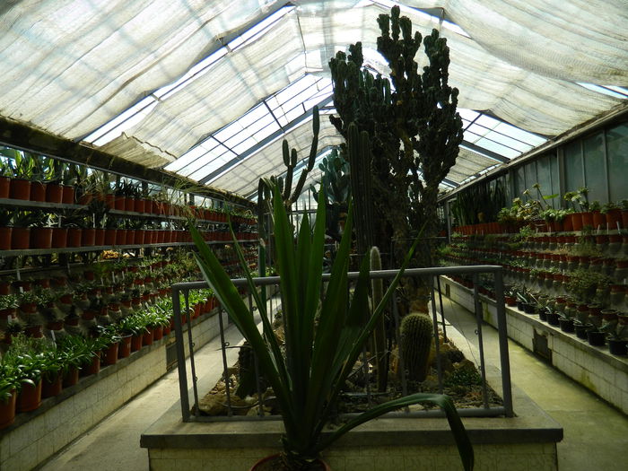 DSCN5671 - 2015_GRADINA BOTANICA JIBOU