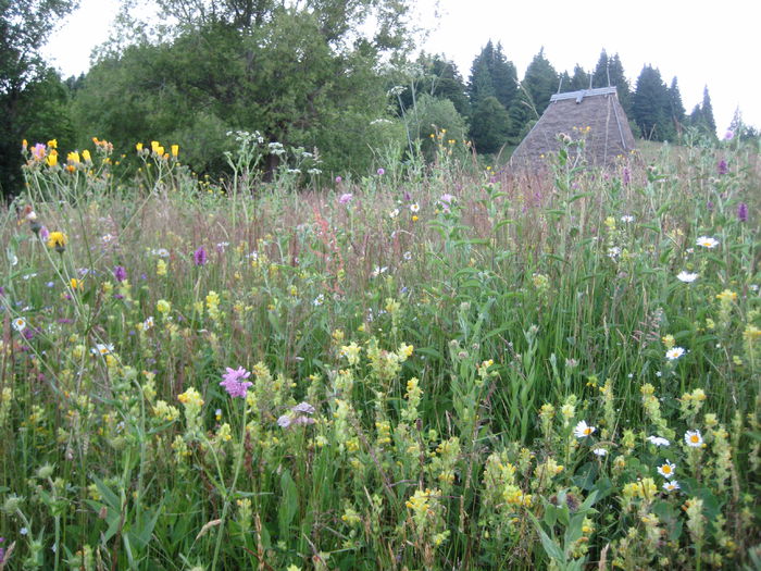 IMG_0062 - De la Sagagea in sus