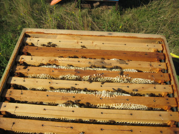 IMG_0060 - Extractie 2015