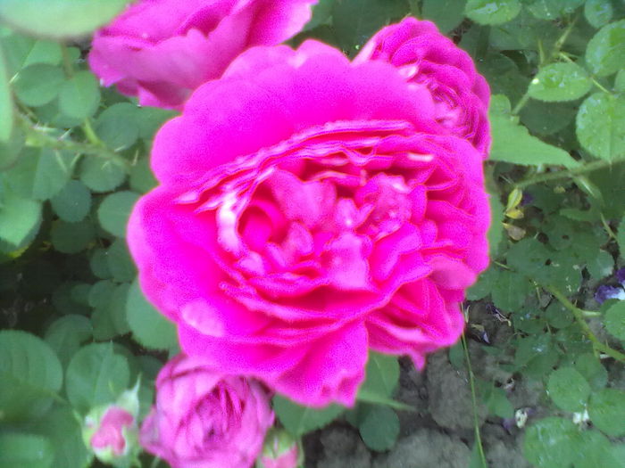 ABCD0004urcator; urcator
