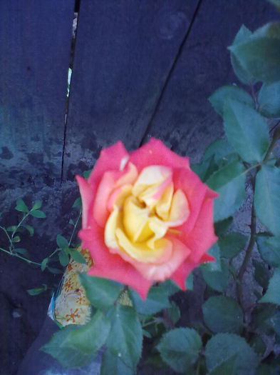 ABCD0005 - trandafiri in doua  culori