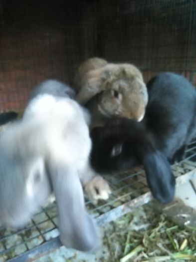 IMG_20150823_200951; Femele Berbec German din 12 martie 2015
