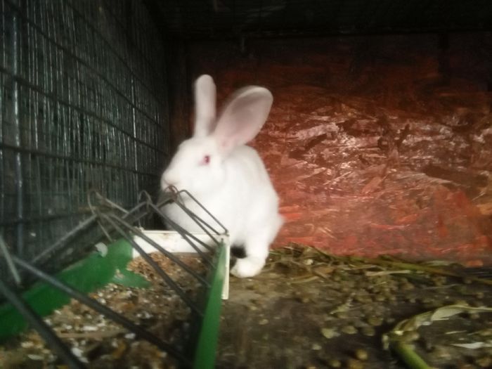 IMG_20150823_201043; Mascul Marele Alb 2015
