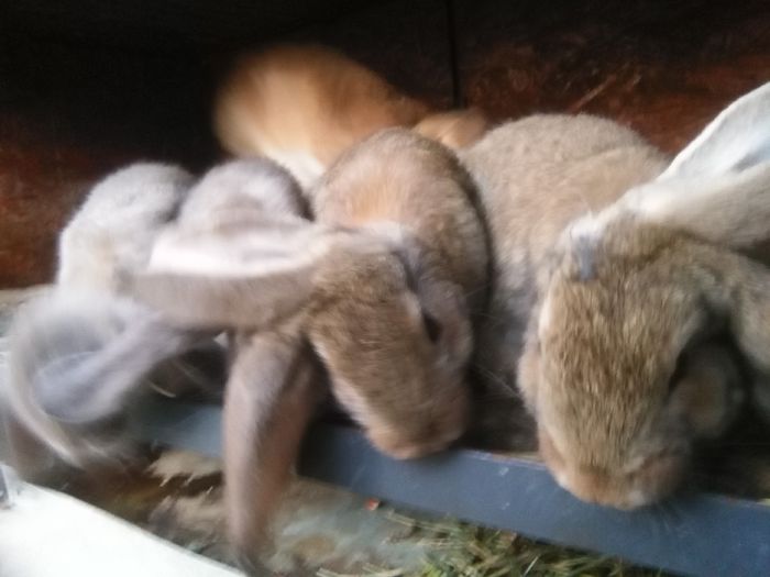 IMG_20150823_201133; Pui Berbec German  30 iunie 2015
