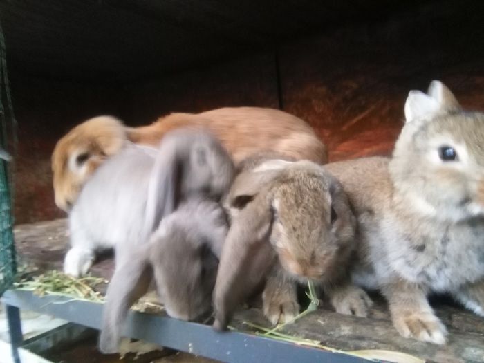 IMG_20150823_201143; Pui Berbec German  30 iunie 2015
