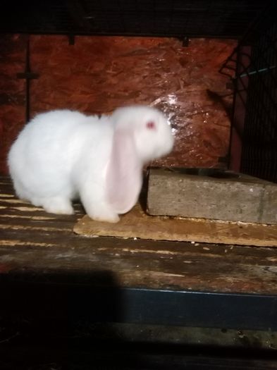 IMG_20150823_205403; Mascul Berbec German
