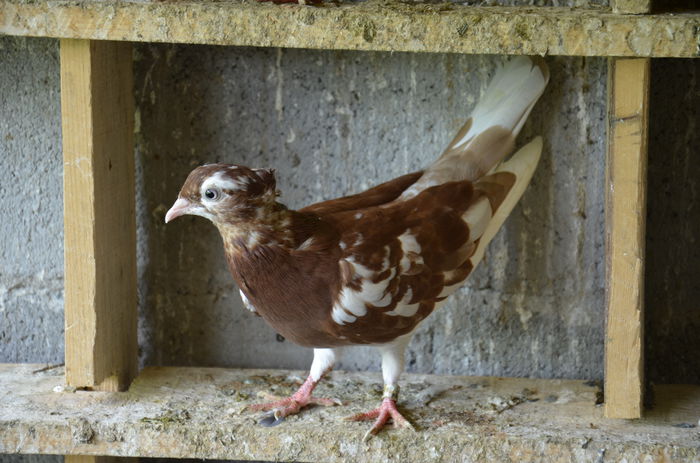 _DSC0011 - Porumbei-amintiri