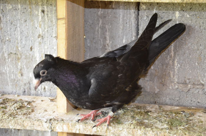 _DSC0582 - Porumbei-amintiri