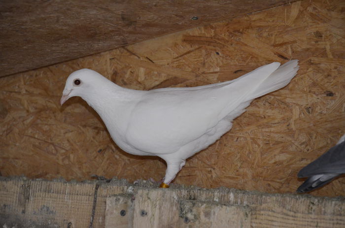 _DSC0067 - Porumbei-amintiri