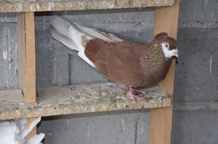 _DSC0103 - Porumbei-amintiri