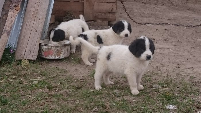 pui de vanzare - ciobanesc de bucovina - Vulpea