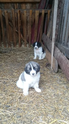 pui de vanzare august 2015