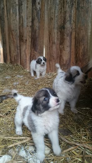 pui de vanzare august 2015