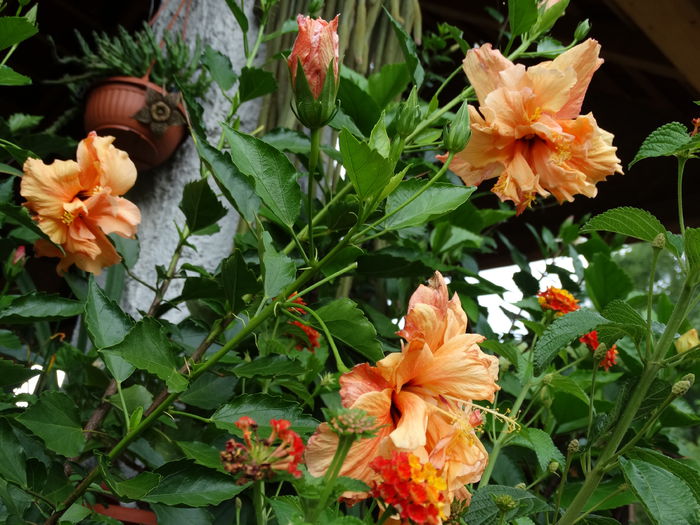 DSC03754