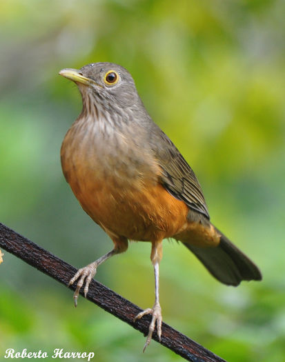 5908945682_9ebddaa7c8_b - Turdus rufiventris