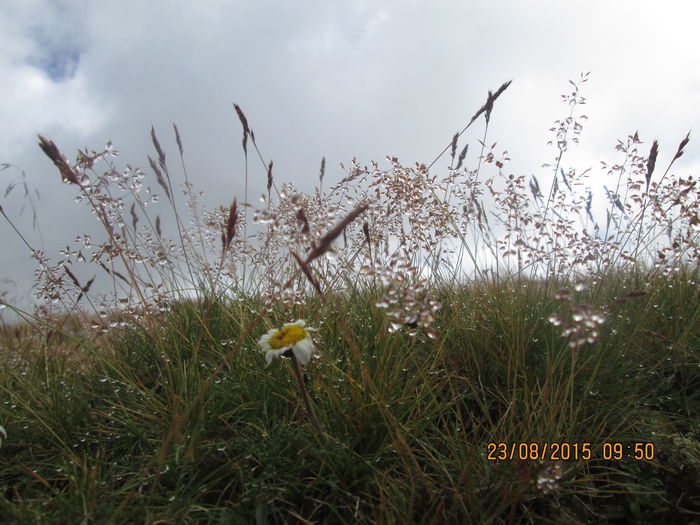 IMG_8487 - Transalpina 2015