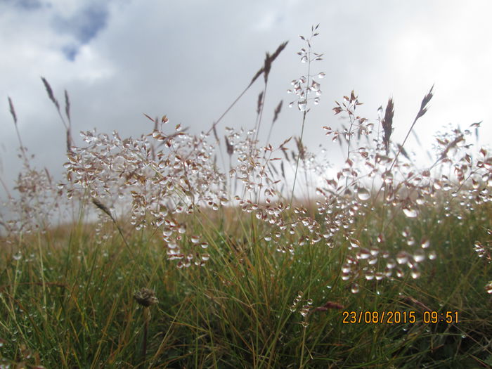 IMG_8492 - Transalpina 2015