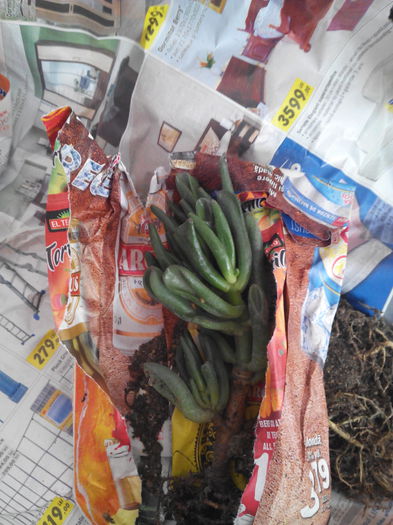 si grasuna cadou .multumesc