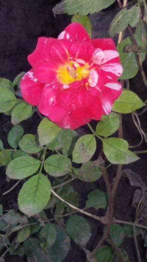 twist de la nico, multumesc