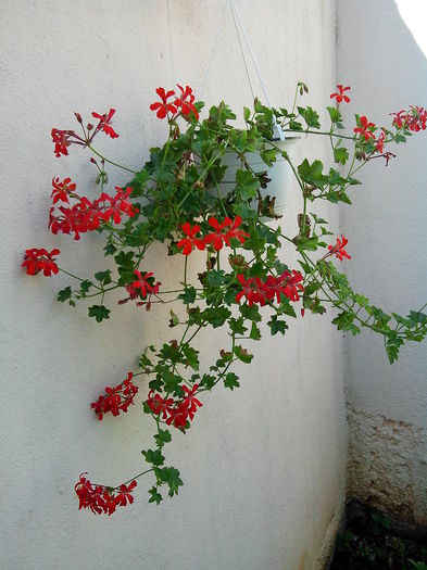 pierduta - MUSCATE