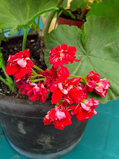 IMG_20150823_134513