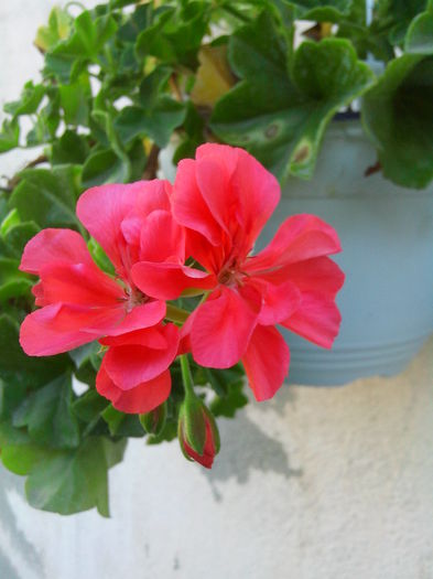 pierduta