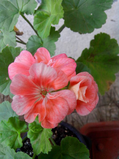 Pierduta