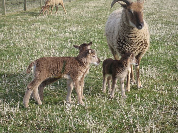 Miei Castlemilk Moorit frumosi
