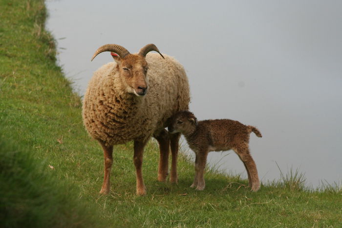 Oaie Castlemilk Moorit cu miel
