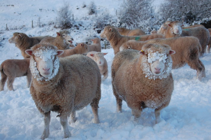 Polled Dorsets in zapada