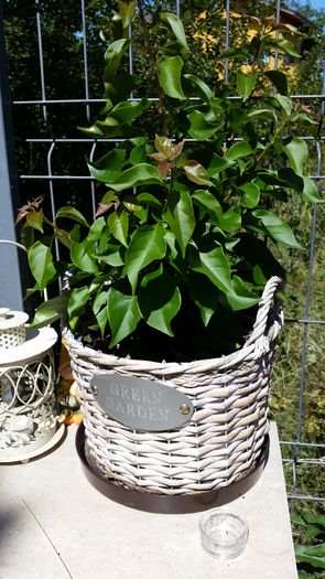 20150825_121612 - Bougainvillea