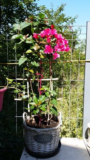 20150825_121557 - Bougainvillea