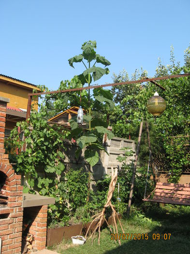 Cel din curte "impresioneaza" - Paulownia Tomentosa 2014-2016