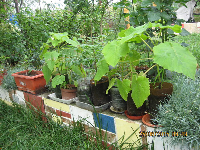 Pregatiti sa completeze "pirderile" - Paulownia Tomentosa 2014-2016