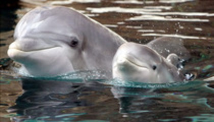 MHMSEGJRSZPZYLRMRJC - delfini